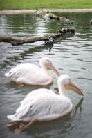 Vogelpark_28-05-2019_02